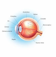 La retina, el tejido que nos permite enfocar naturalmente